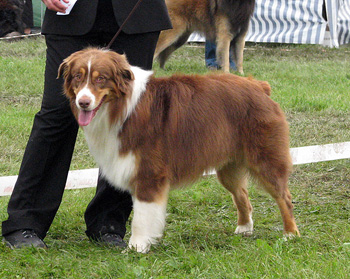 intermediate male exc1 Aussie Gården's Lord Shanto