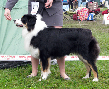 intermediate male exc2 Baron des Chemins Cathares
