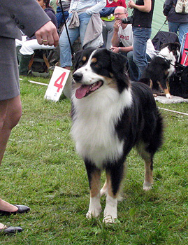 intermediate male exc2 Baron des Chemins Cathares1