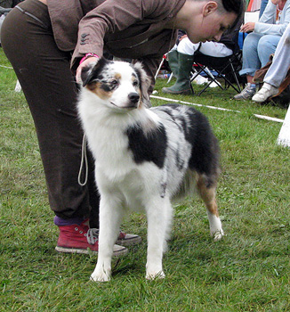 junior bitch exc1 Ki-Ro-Ma's Excellente Evitia