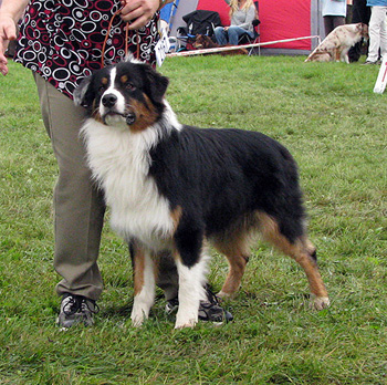 junior male exc2 Ki-Ro-Ma's Eiegode Egon