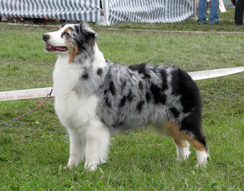 open bitch exc1 CAC CACIB BOB Thornapple Summer Squeeze