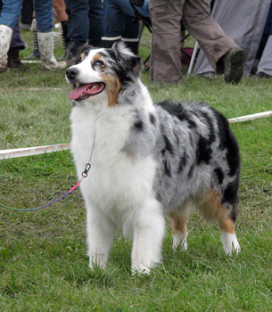 open bitch exc1 CAC CACIB BOB Thornapple Summer Squeeze1