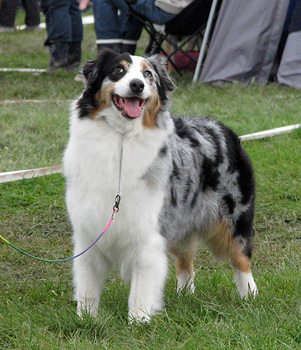 open bitch exc1 CAC CACIB BOB Thornapple Summer Squeeze2