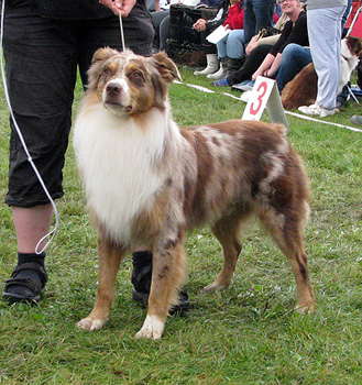 open male exc3 Aussie Gården's Kleine Schumacher