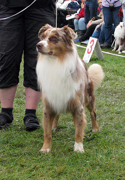 open male exc3 Aussie Gården's Kleine Schumacher1