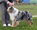 champion male exc1 CACIB best male Thornapple Oh Brother