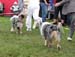 champion males Drover's Attent'n Please and Thornapple Oh Brother1