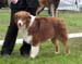 intermediate male exc1 Aussie Gården's Lord Shanto