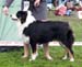 intermediate male exc2 Baron des Chemins Cathares