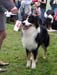 intermediate male exc2 Baron des Chemins Cathares1