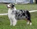 open bitch exc1 CAC CACIB BOB Thornapple Summer Squeeze