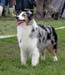 open bitch exc1 CAC CACIB BOB Thornapple Summer Squeeze1