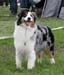 open bitch exc1 CAC CACIB BOB Thornapple Summer Squeeze2