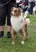 open male exc3 Aussie Gården's Kleine Schumacher1