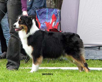 champion bitches 2nd 2nd best bitch res.CACIB Brookridge Coded for Success