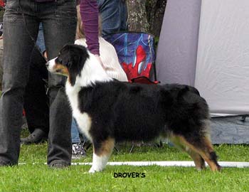 champion bitches 2nd 2nd best bitch res.CACIB Brookridge Coded for Success1