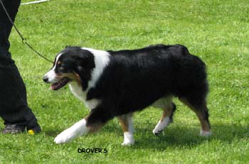 champion bitches 2nd 2nd best bitch res.CACIB Brookridge Coded for Success3