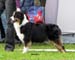champion bitches 2nd 2nd best bitch res.CACIB Brookridge Coded for Success