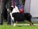 champion bitches 2nd 2nd best bitch res.CACIB Brookridge Coded for Success1