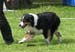 champion bitches 2nd 2nd best bitch res.CACIB Brookridge Coded for Success2