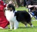 champion males 1st BOB CACIB BIG1 Thornapple Ragtime Move Over