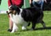 champion males 1st BOB CACIB BIG1 Thornapple Ragtime Move Over1