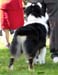 champion males 2nd 3rd best male Thornapple Dr Thunder1