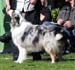 intermediate males G Welladays Magnum Force1