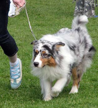 champion male EXC1 2nd best male res.CACIB Sentikki Skyline
