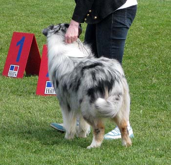 champion male EXC1 2nd best male res.CACIB Sentikki Skyline1