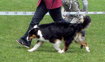 intermediate bitches EXC2 Drover's Evryboyzdream4