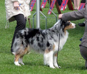 open bitches EXC1 4th best bitch Drover's Breakthrough