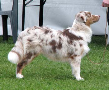 puppy bitch 1st, BOS-puppy Sentikki Pleiades