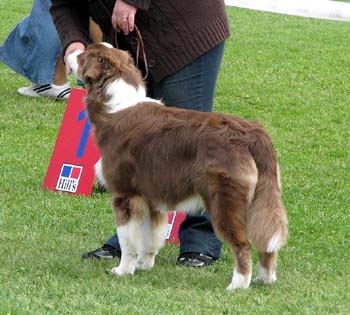 puppy dogs 2nd Sentikki Patriot