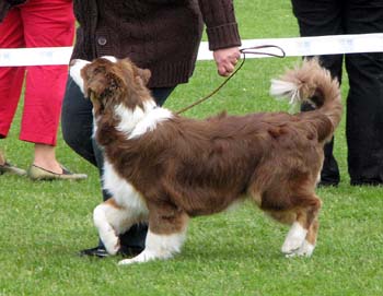 puppy dogs 2nd Sentikki Patriot1