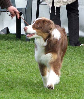 puppy dogs 2nd Sentikki Patriot2