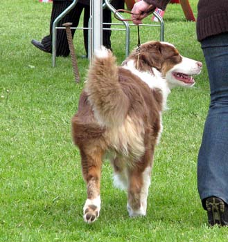 puppy dogs 2nd Sentikki Patriot3