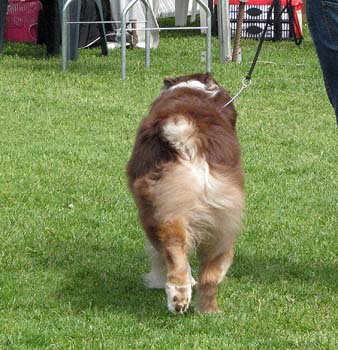 veteran dogs EXC1 EEVW-09 4th best male CH Tres Colores Shakespeare4