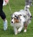 champion male EXC1 2nd best male res.CACIB Sentikki Skyline