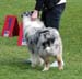 champion male EXC1 2nd best male res.CACIB Sentikki Skyline1