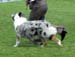 intermediate bitches EXC1 BOB CAC CACIB EEW-09 Riekonhovin Magical Moment1