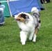 intermediate dogs EXC1 BOS CAC CACIB EEW-09 Drover's Evrybodys Talkn