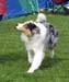 intermediate dogs EXC1 BOS CAC CACIB EEW-09 Drover's Evrybodys Talkn1