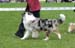 intermediate dogs EXC1 BOS CAC CACIB EEW-09 Drover's Evrybodys Talkn3