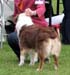 junior bitches EXC2 Danka Red NBT de l'Oree des Charmois