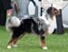 junior dogs EXC1 EEJW-09 3rd best male Holiday on Ice