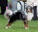junior dogs EXC1 EEJW-09 3rd best male Holiday on Ice1