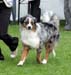 junior dogs EXC1 EEJW-09 3rd best male Holiday on Ice2
