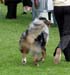 junior dogs EXC1 EEJW-09 3rd best male Holiday on Ice3